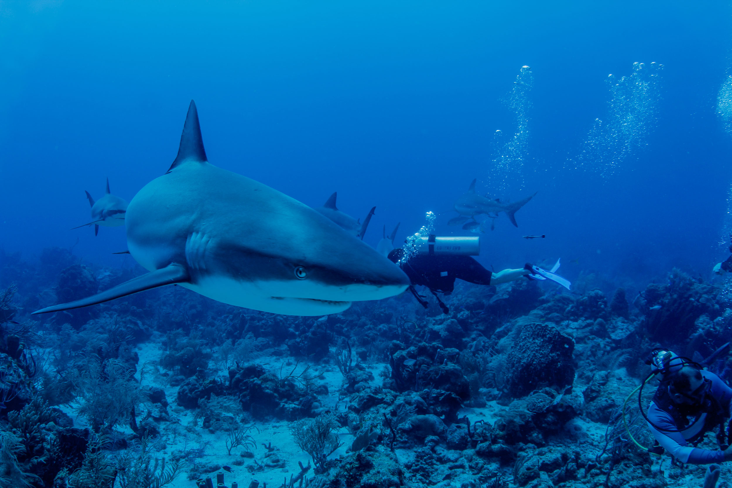 Duna Divers at Ibagari Boutique Hotel — Diving in Roatán